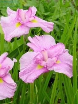 Купить оптом в Ботанике Ирис Момогасуми  1 шт