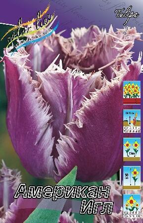 Купить оптом в Ботанике Тюльпан Американ Игл 11/12 7 шт