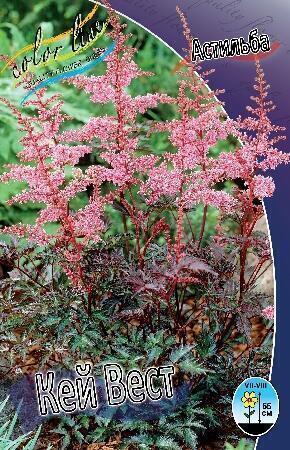Купить оптом в Ботанике Астильба Кей Вест 1 шт