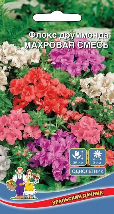 Купить оптом в Ботанике семена Флокс Махровая смесь друммонда УД бренд Уральский дачник
