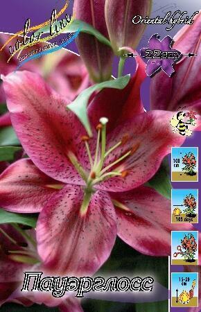 Купить оптом в Ботанике Лилия Парадиз 7 шт
