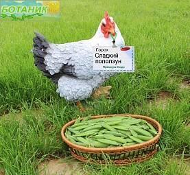 Купить оптом в Ботанике семена Горох Сладкий Поползун ПС бренд Премиум Сидс