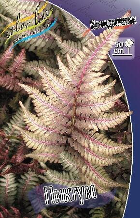 Купить оптом в Ботанике Кочедыжник (папоротник) Пиктум 2 шт