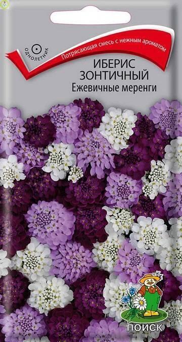 Купить оптом в Ботанике семена Иберис Ежевичные меренги зонтичный Поиск бренд Поиск