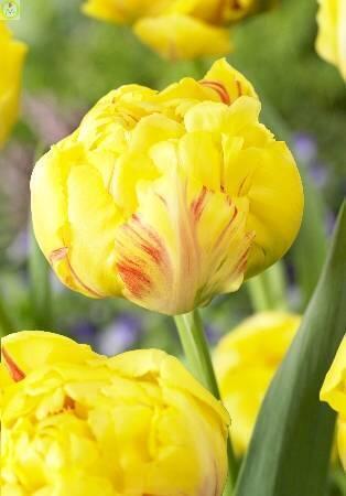 Купить оптом в Ботанике Тюльпан Йеллоу Маргарита 8 шт