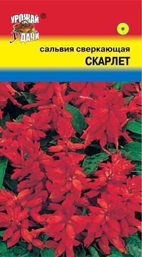Купить оптом в Ботанике семена Сальвия Скарлет сверкающая УУ бренд Урожай Удачи