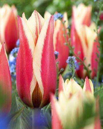 Купить оптом в Ботанике Тюльпан Глюк 10 шт