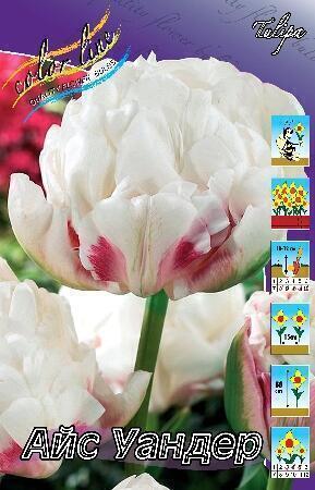 Купить оптом в Ботанике Тюльпан Айс Уандер 10 шт