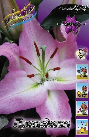 Купить оптом в Ботанике Лилия Президент 5 шт