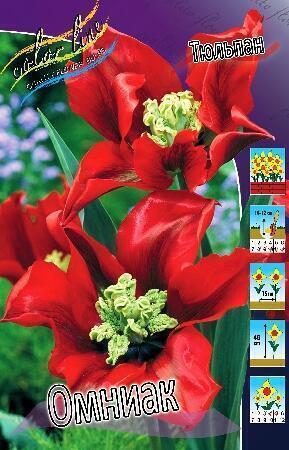 Купить оптом в Ботанике Тюльпан Омниак 10 шт