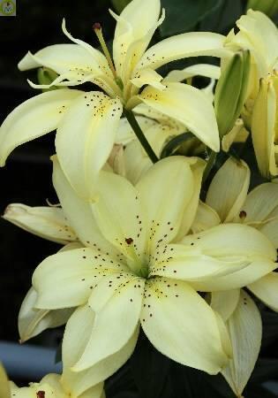 Купить оптом в Ботанике Лилия Маунтейн Джой 5 шт