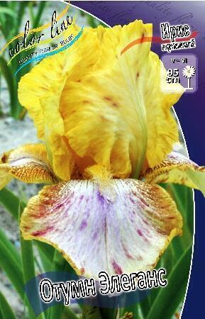 Купить оптом в Ботанике Ирис Отурм Элеганс 2 шт