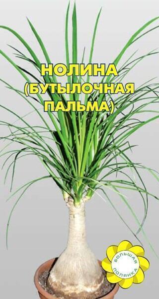 Купить оптом в Ботанике семена Нолина (бутылочная пальма) УУ бренд Урожай Удачи