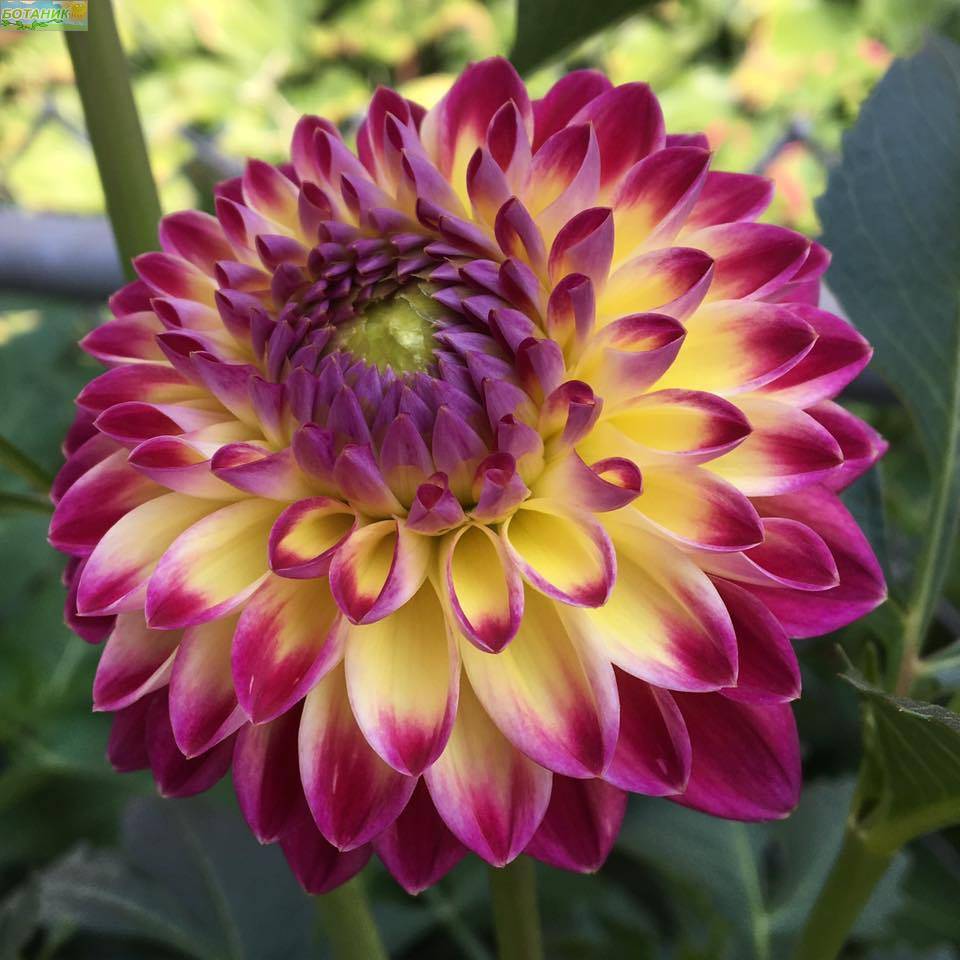 Купить оптом в Ботанике Георгина Хапет Дейдрим 1 шт шаровидные