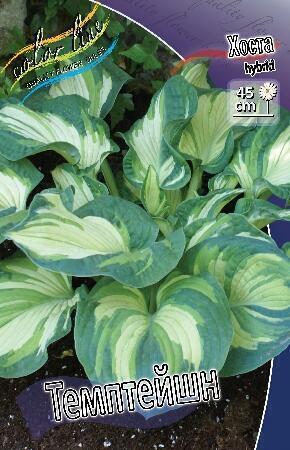 Купить оптом в Ботанике Хоста Темптейшн 1 шт