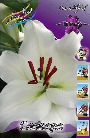 Купить оптом в Ботанике Лилия Саппоро 10 шт