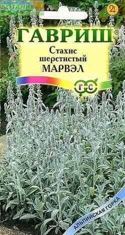 Купить оптом в Ботанике семена Стахис Марвэл шерстистый Гав бренд Гавриш