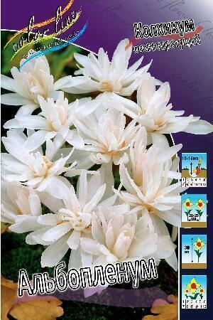Купить оптом в Ботанике Колхикум Альбопленум 2 шт