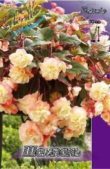 Купить оптом в Ботанике Бегония Шампань 3 шт