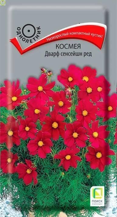 Купить оптом в Ботанике семена Космея Дварф сенсейшн ред Поиск бренд Поиск