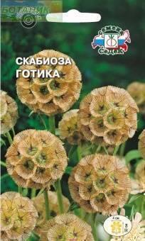 Купить оптом в Ботанике семена Скабиоза Готика Сед бренд СеДеК