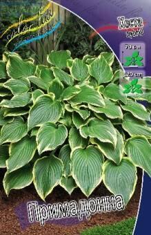 Купить оптом в Ботанике Хоста Примадонна 1 шт