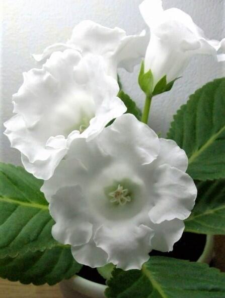 Купить оптом в Ботанике семена Глоксиния Импресс Вайт УУ бренд Урожай Удачи