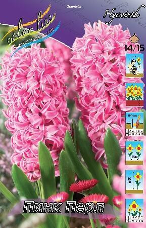 Купить оптом в Ботанике Гиацинт Пинк Перл 5 шт