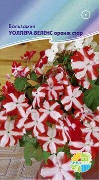 Купить оптом в Ботанике семена Бальзамин Беленс оранж стар Акв бренд Акварель