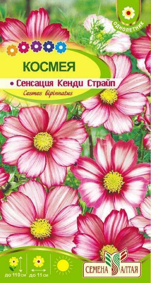 Купить оптом в Ботанике семена Космея Сенсация Кенди Страйп СА бренд Семена Алтая