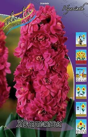 Купить оптом в Ботанике Гиацинт Холлихок 5 шт