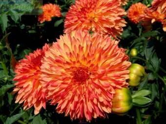 Купить оптом в Ботанике Георгина Пуэрто Рико 1 шт  бахромчатые