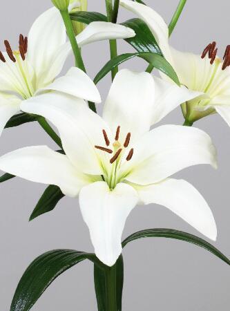 Купить оптом в Ботанике Лилия Обвио 10 шт