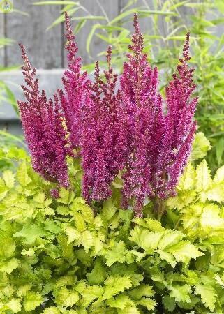 Купить оптом в Ботанике Астильба Сюрпрайз Парти 50шт