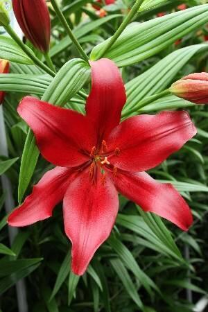 Купить оптом в Ботанике Лилия Серенгети 13/15 25шт