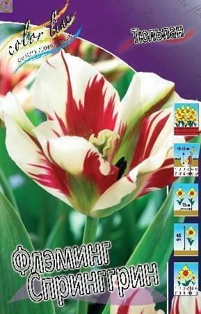 Купить оптом в Ботанике Тюльпан Флэминг Спринггрин 8 шт