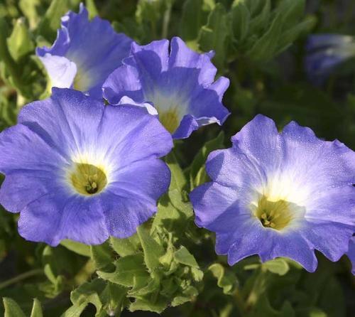 Купить оптом в Ботанике семена Нолана Голубая птица Акв бренд Акварель