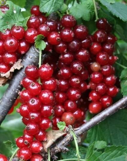 Купить оптом в Ботанике Смородина красная Уральская красавица