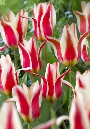 Купить оптом в Ботанике Тюльпан Бадди 11/12 7 шт