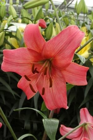 Купить оптом в Ботанике Лилия Пинк Флайт 5 шт