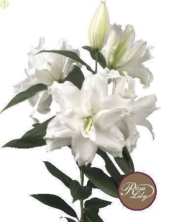 Купить оптом в Ботанике Лилия Дежима 12/14 25шт