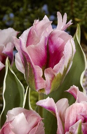 Купить оптом в Ботанике Тюльпан Чайна Таун 10 шт