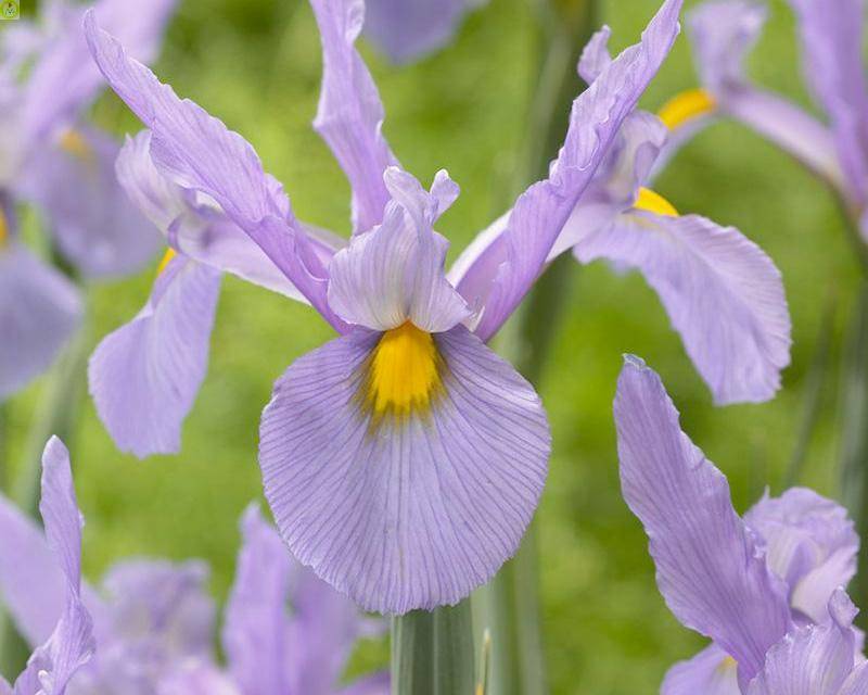 Купить оптом в Ботанике Ирис Пинк Пантер 5 шт