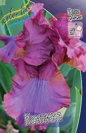 Купить оптом в Ботанике Ирис Кантина 2 шт