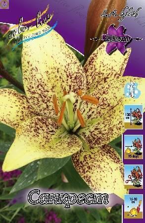 Купить оптом в Ботанике Лилия Санкрест 7 шт 