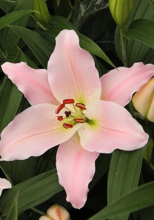 Купить оптом в Ботанике Лилия Емани 5 шт