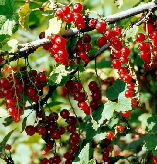 Купить оптом в Ботанике Смородина красная Татьяна