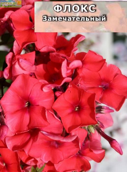 Купить оптом в Ботанике семена Флокс Замечательный красный Аэл бренд Аэлита