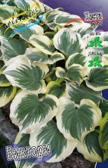Купить оптом в Ботанике Хоста Виктори 1 шт