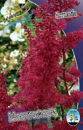 Купить оптом в Ботанике Астильба Монтгомери 1 шт